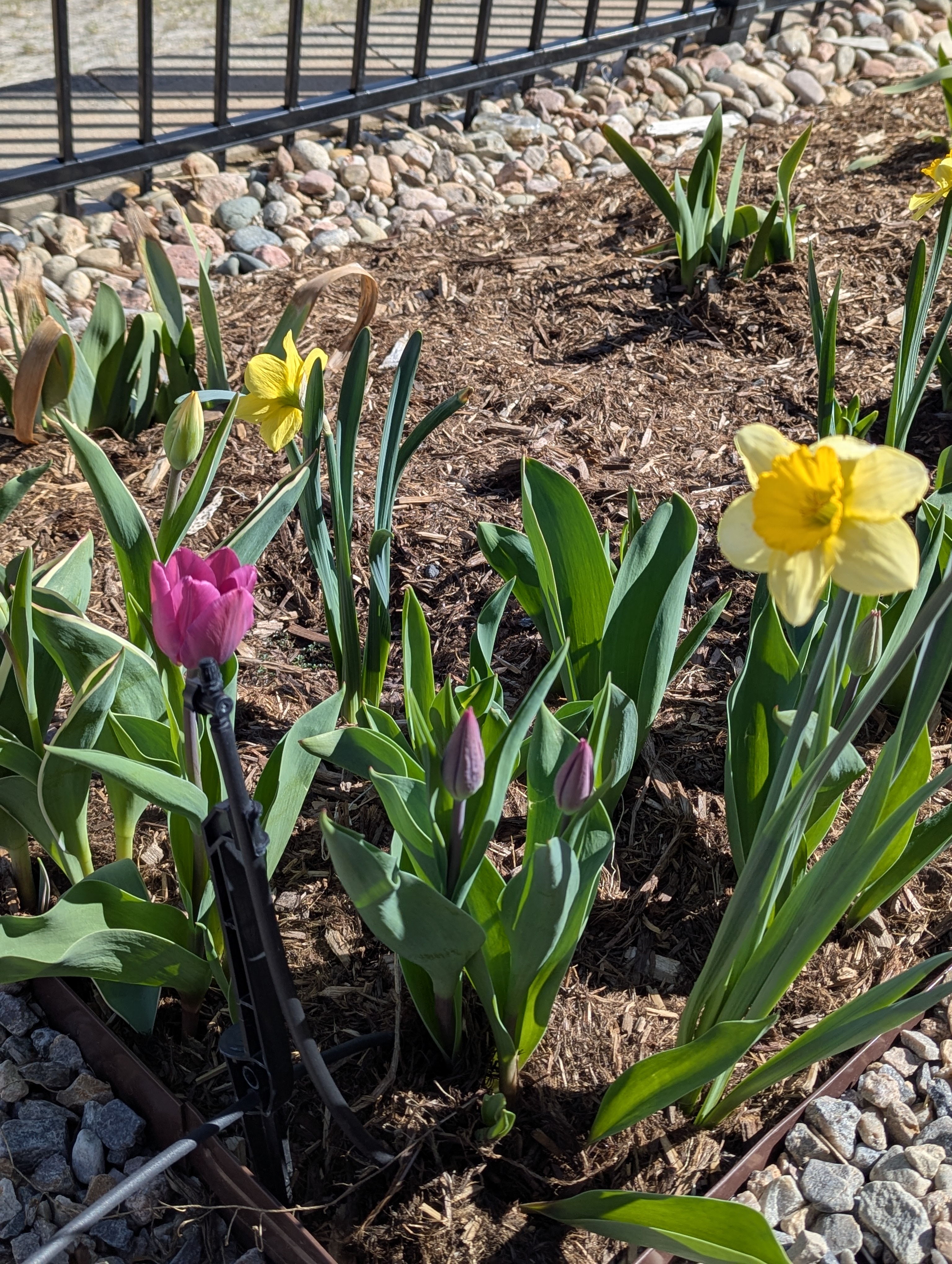 Garden, Flowers, Morrison, Colorado